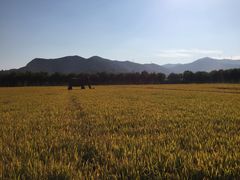 -长兴太湖图影湿地文化园