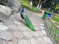 -昆明动物园