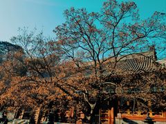 -香山公园