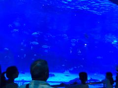 -烟台海昌鲸鲨海洋公园