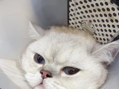 -佑安动物医院·全科·内窥镜中心(幸福巷店)