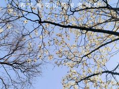 -梅花山(明孝陵内)