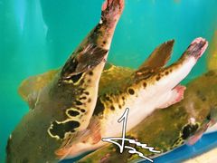 -天正河鲀·河豚亭(大连店)