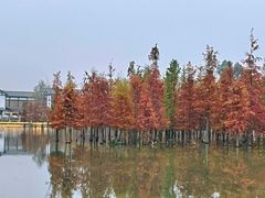 -白鹭湾湿地公园