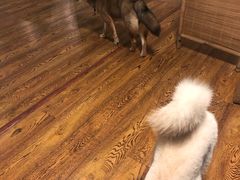 -柴务处·柴犬主题狗咖