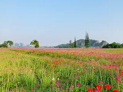-西山漾湿地公园