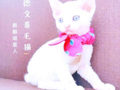 -十年猫舍·猫咪专门店(普陀店)