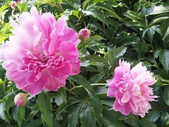 -长春公园(普阳街道)