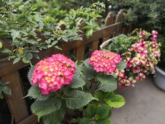 -老鼎万春卤菜(五代传承创始老店)