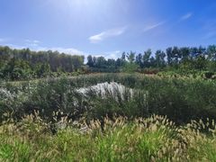 -东郊湿地公园
