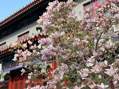 -天津大悲禅院