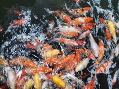 -南宫五洲植物乐园