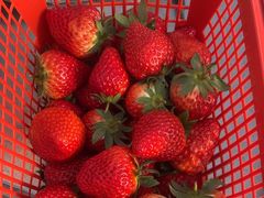 -喜杨洋草莓采摘园