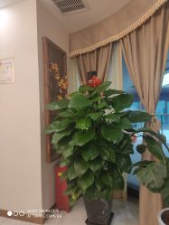 -芳朵美容养生SPA