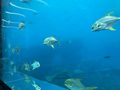 -瑞德姆美人鱼海底演艺主题餐厅(亚龙湾店)