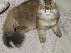 -猫大福·Fortune Cat猫舍(百子湾店)