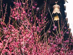 -慧因高丽寺