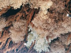 -泰尚臻Siam Essence