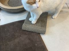 -平行世界·猫咖(首经贸店)