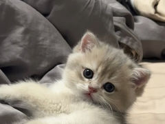 -欣宠猫屋·矮脚拿破仑·蓝金金渐层