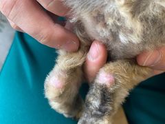 -达爱动物医院·犬猫分区·CT·复杂眼科(远洋山水分院)