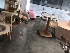 -瞄一喵猫咖(格力海岸店)