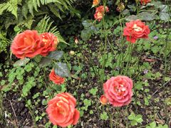 -徐家汇源景区-衡山公园