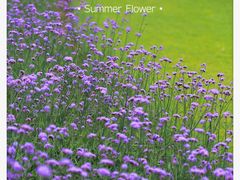 -上海滨江森林公园