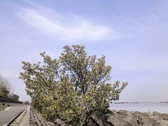 -上海滨江森林公园