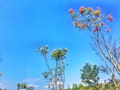 -上海长兴岛郊野公园