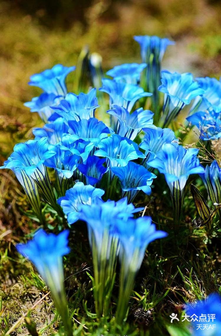 查看高清大图 天天af 6月14日 8:02 关注 每天认识一种植物|针叶龙胆