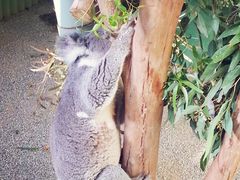 -费瑟代尔野生动物园