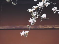 -长春观