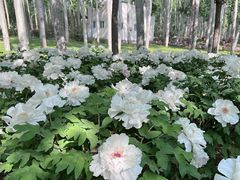 -仁和公园(顺义区)