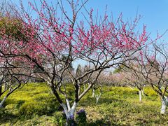 -上海海湾国家森林公园
