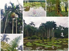 -中国科学院西双版纳热带植物园
