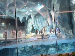 -帝企鹅自助餐厅•儿童岛•真企鹅(长隆企鹅酒店)