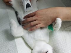 -纳吉亚猫专科动物医院·北北分院