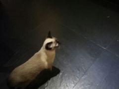 -吱咖啡西式简餐