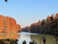 -上海海湾国家森林公园