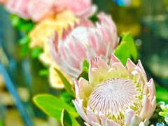 -ChaKo Flora ·茶子花艺 (市北店)