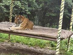 -西安秦岭野生动物园