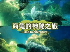 -广东惠东海龟国家级自然保护区