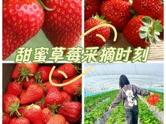 -喜杨洋草莓采摘园
