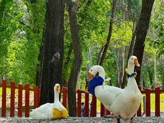 -北京野生动物园