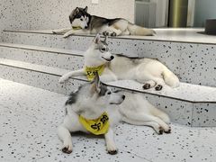 -Husky Go!哈士奇体验馆·宠物咖啡厅狗咖