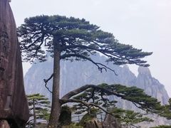 -黄山玉屏楼宾馆餐厅