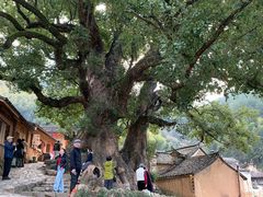 -杨家堂村