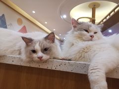 -滚猫咖啡·猫咖·猫友好撸猫(未来城店)