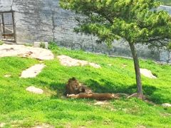 -西霞口神雕山野生动物世界